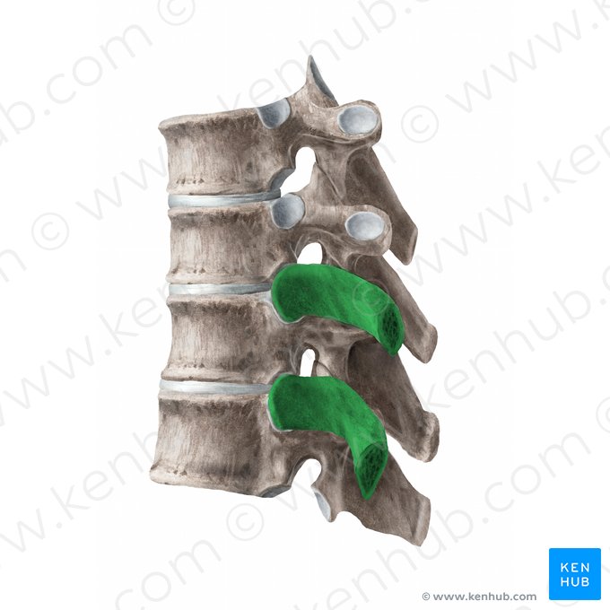 Neck of rib (Collum costae); Image: Begoña Rodriguez