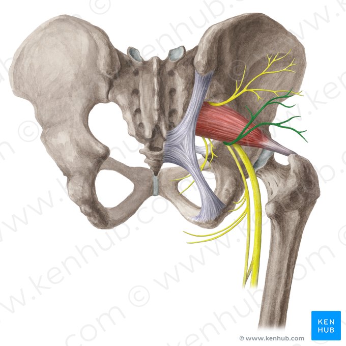 Nervo glúteo inferior (Nervus gluteus inferior); Imagem: Liene Znotina