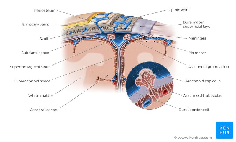 Diploic veins in the cranial diploë