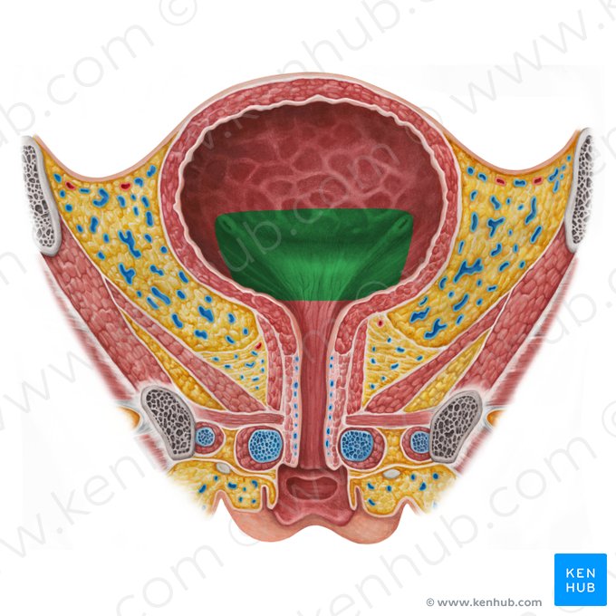 Fundo da bexiga (Fundus vesicae urinariae); Imagem: Irina Münstermann