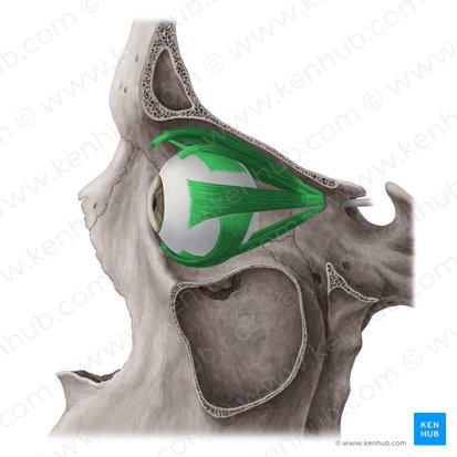 Músculos del globo ocular (Musculi externi bulbi oculi); Imagen: Yousun Koh