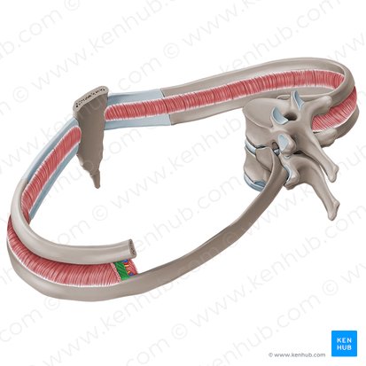 Músculos intercostales internos (Musculi intercostales interni); Imagen: Paul Kim