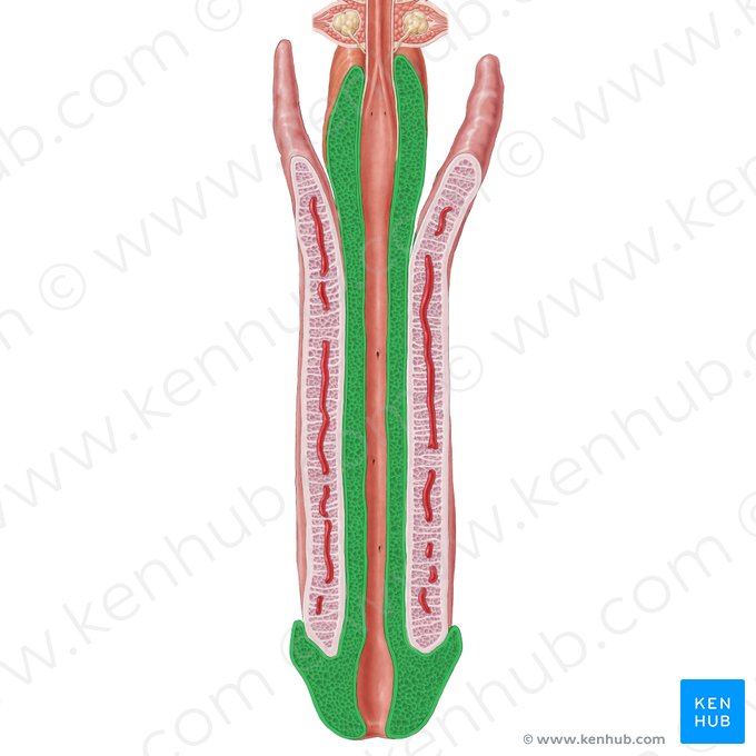 Corpus spongiosum of penis (Corpus spongiosum penis); Image: Samantha Zimmerman