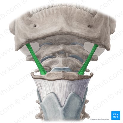 Músculo estilo-hióideo (Musculus stylohyoideus); Imagem: Yousun Koh