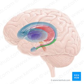 Basal ganglia: Gross anatomy and function | Kenhub