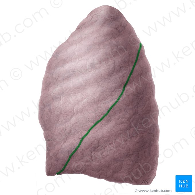 Fisura oblicua del pulmón izquierdo (Fissura obliqua pulmonis sinistri); Imagen: Yousun Koh