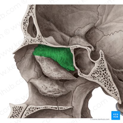 Cornete nasal superior del hueso etmoides (Concha superior nasi ossis ethmoidalis); Imagen: Yousun Koh