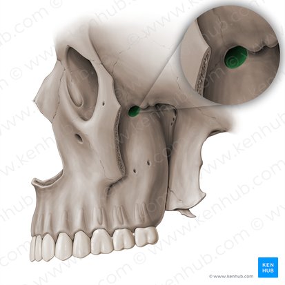 Inferior orbital fissure (Fissura orbitalis inferior); Image: Paul Kim