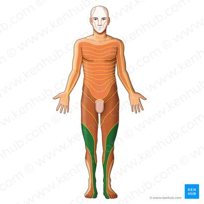 Dermátomo L4 (Dermatoma L4); Imagem: Irina Münstermann