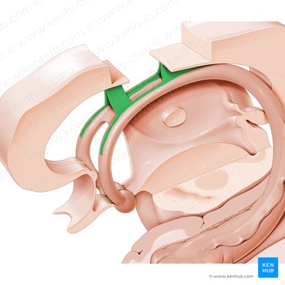 Septum pellucidum; Image: Paul Kim