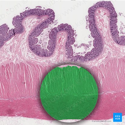 Capa muscular (Tunica muscularis); Imagen: 