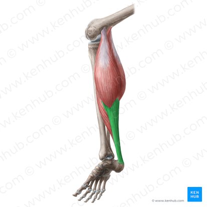 Tendo calcaneus (Achillessehne); Bild: Liene Znotina