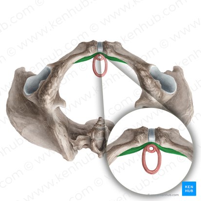 Compressor urethrae muscle (Musculus compressor urethrae); Image: Liene Znotina