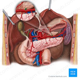 Arteria gastrica posterior (Hintere Magenarterie); Bild: Esther Gollan