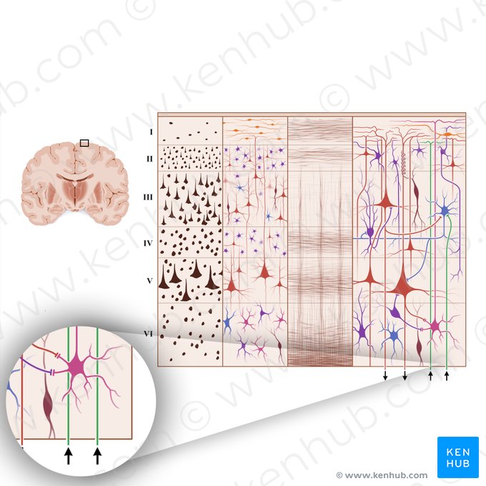 Fibras aferentes para o córtex cerebral (Neuroﬁbra afferens cortex cerebri); Imagem: Paul Kim