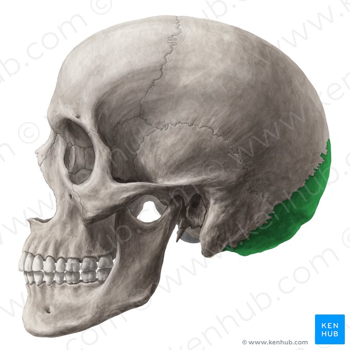 Osso occipital (Os occipitale); Imagem: Yousun Koh