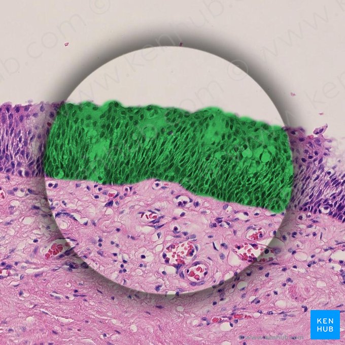 Epitelio escamoso estratificado (Epithelium stratificatum squamosum); Imagen: 