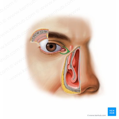 Conductillo lagrimal (Canaliculus lacrimalis); Imagen: Paul Kim