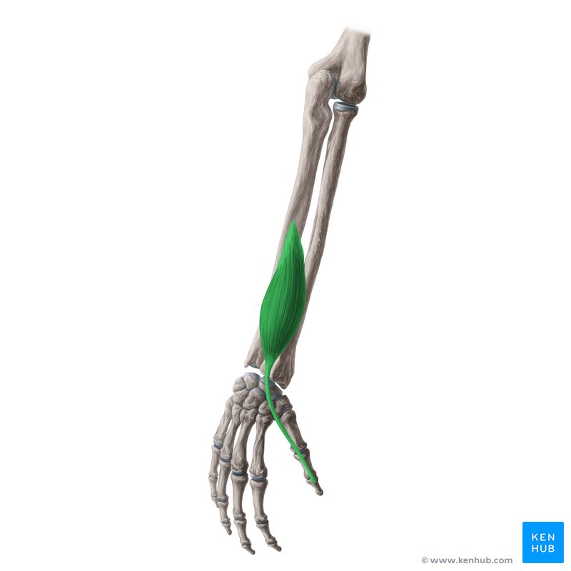 Extensor pollicis longus muscle (Musculus extensor pollicis longus)