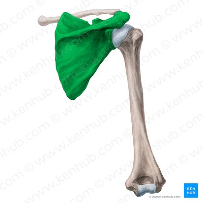 Scapula; Image : Yousun Koh