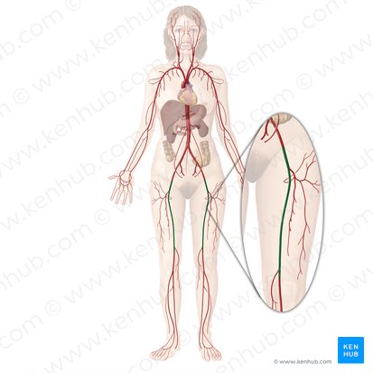 Femoral artery (Arteria femoralis); Image: Begoña Rodriguez