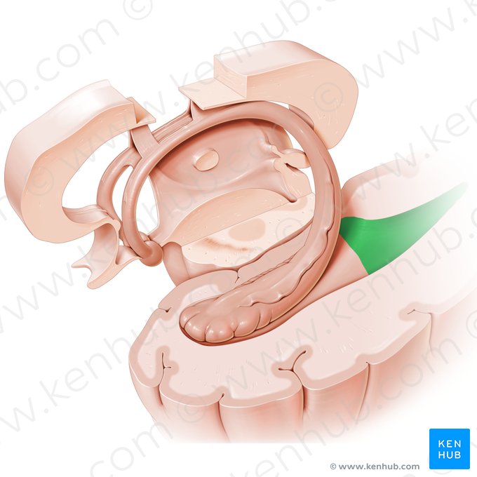 Cornu occipitale ventriculi lateralis (Hinterhorn des Seitenventrikels); Bild: Paul Kim