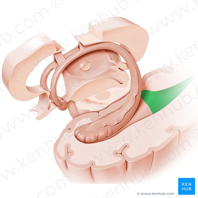 Asta occipital del ventrículo lateral (Cornu occipitale ventriculi lateralis); Imagen: Paul Kim