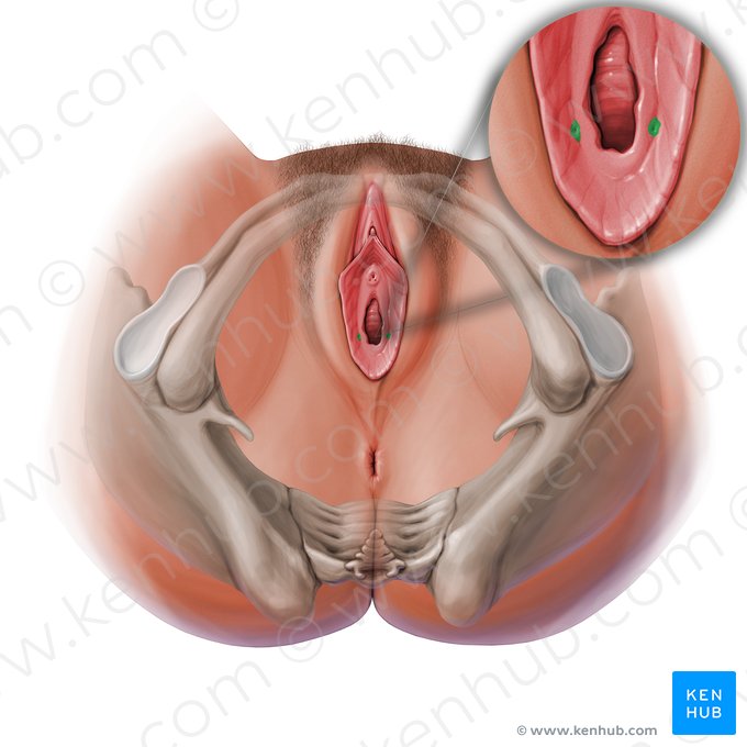 Abertura da glândula vestibular maior (Ostium glandulae vestibularis majoris); Imagem: Paul Kim