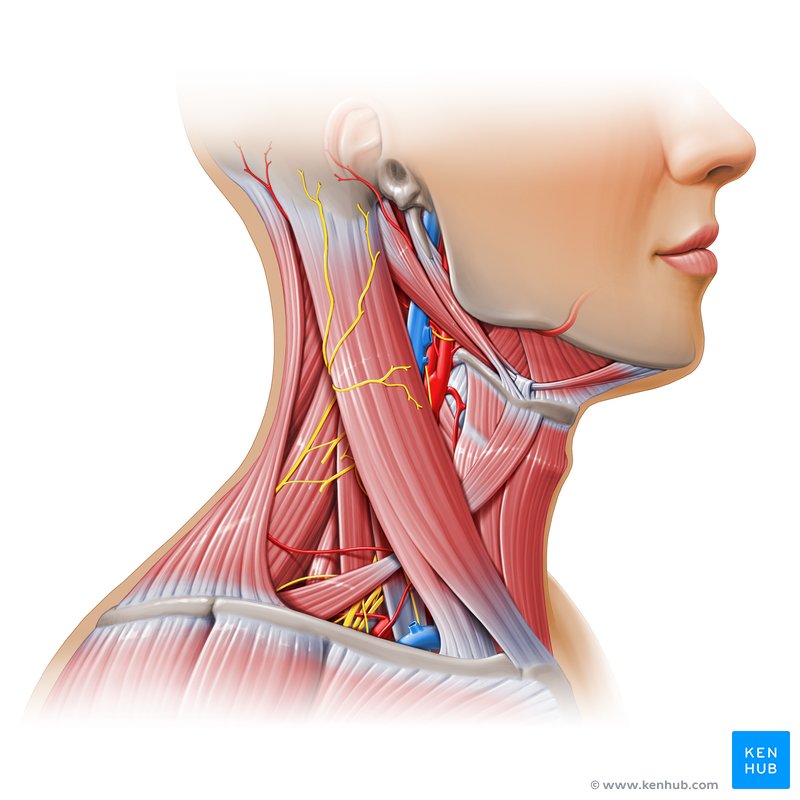 platysma, sternocleidomastoid, subclavius, suprahyoid muscles, infrahyoid muscles, rectus capitis, longus capitis, longus colli, scalene muscles, splenius capitis, splenius cervicis, transversospinalis muscles, suboccipital muscles interspinales, intertransversarii muscles