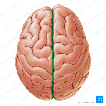 Fisura longitudinal cerebral (Fissura longitudinalis cerebri); Imagen: Paul Kim