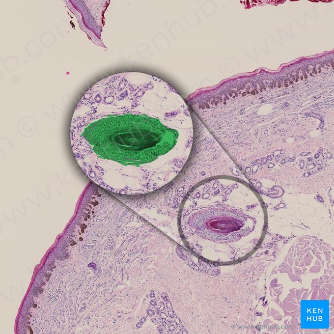 Folículo piloso (Folliculus pili); Imagen: 