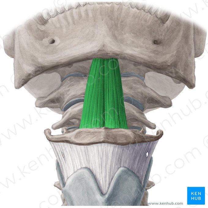 Geniohyoid muscle (Musculus geniohyoideus); Image: Yousun Koh