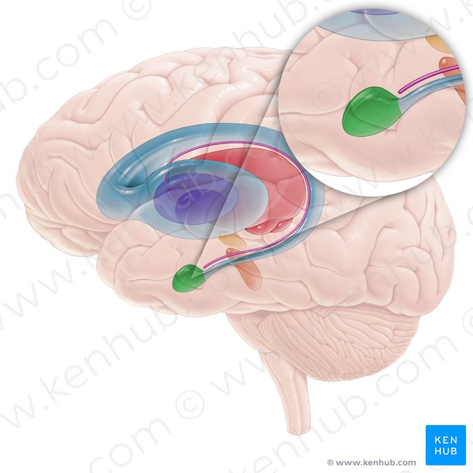 Cuerpo amigdalino (Corpus amygdaloideum); Imagen: Paul Kim