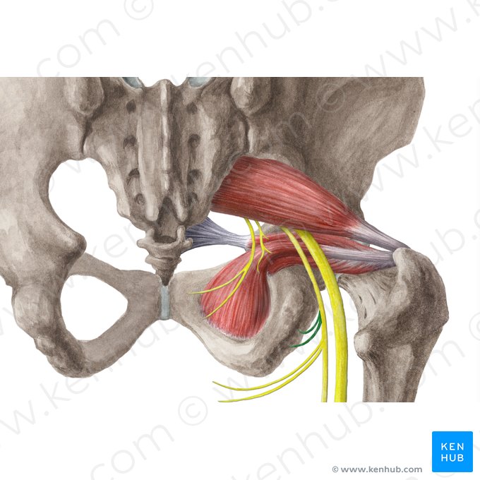 Inferior cluneal nerves (Nervi clunium inferiores); Image: Liene Znotina