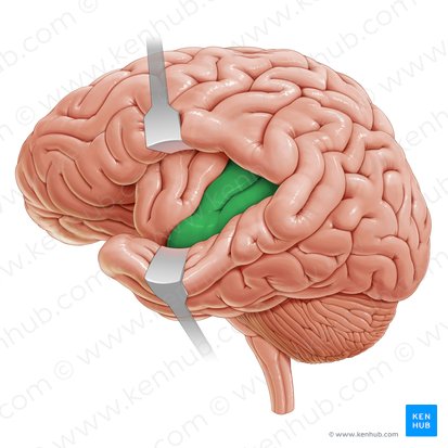 Gyrus long de l'insula (Gyrus longus insulae); Image : Paul Kim