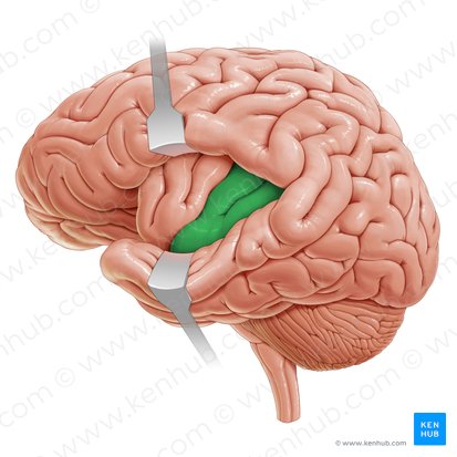 Long gyrus of insula (Gyrus longus insulae); Image: Paul Kim