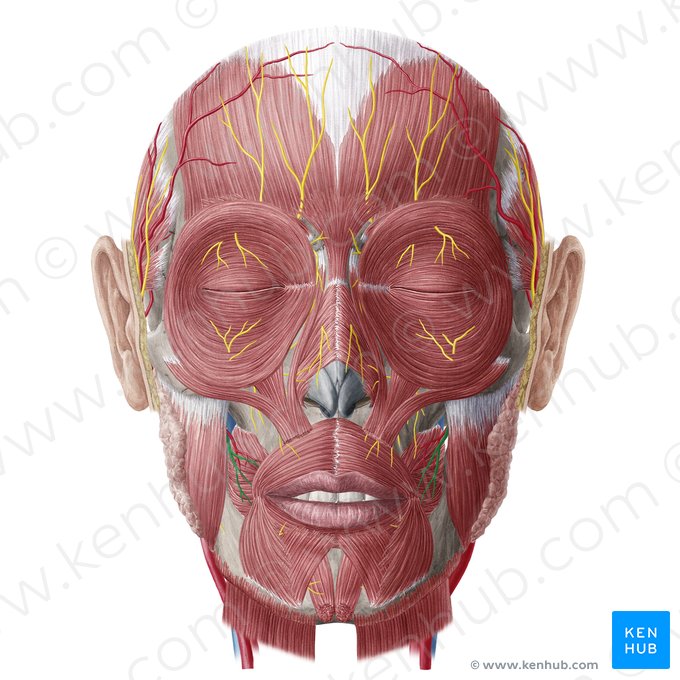 Buccal nerve (Nervus buccalis); Image: Yousun Koh