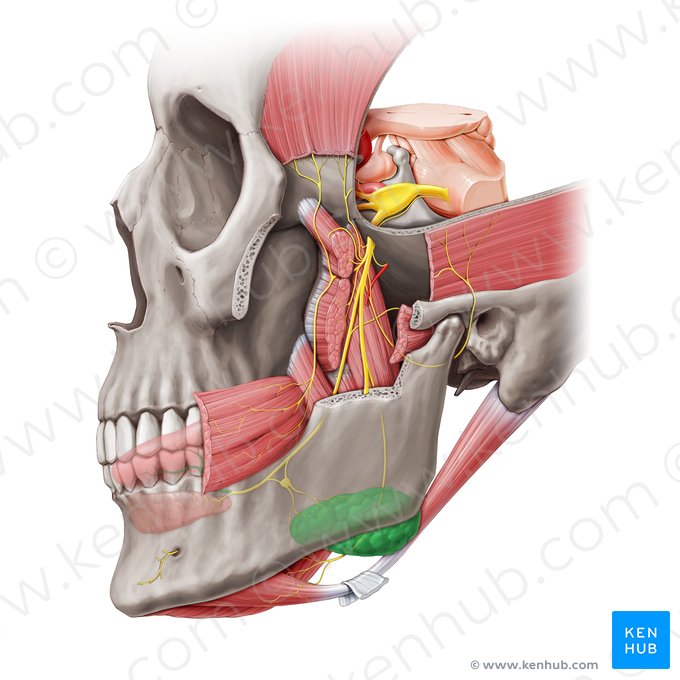 Glândula submandibular (Glandula submandibularis); Imagem: Paul Kim