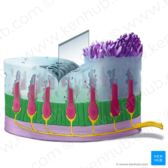 Vestibular supporting cell (Vestibulocytus sustenans); Image: Tal Bavli Ziv