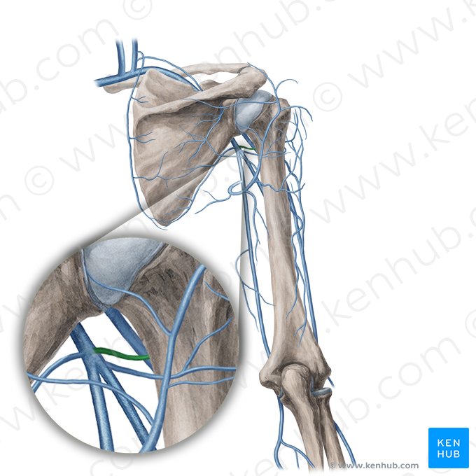 Veia circunflexa anterior do úmero (Vena circumflexa anterior humeri); Imagem: Yousun Koh