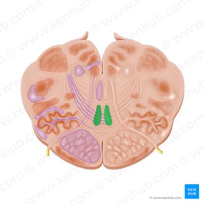 Lemniscus medialis (Mediale Schleifenbahn); Bild: Paul Kim