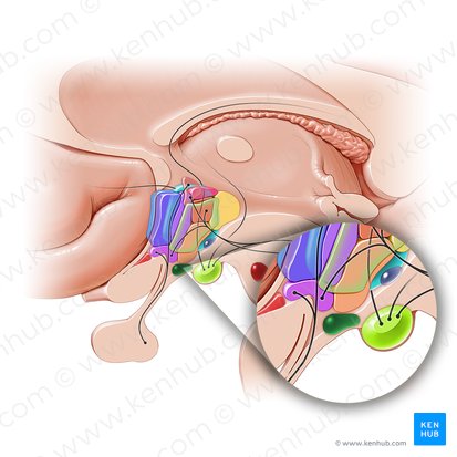 Núcleo arqueado do hipotálamo (Nucleus arcuatus hypothalami); Imagem: Paul Kim