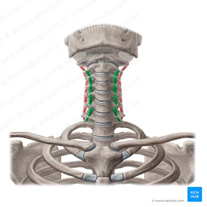 Músculos intertransversários anteriores do pescoço (Musculi intertransversarii anteriores colli); Imagem: Yousun Koh