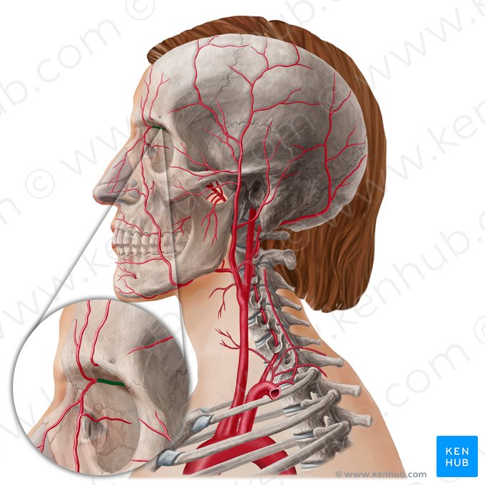 Arteria ophthalmica (Augenarterie); Bild: Yousun Koh