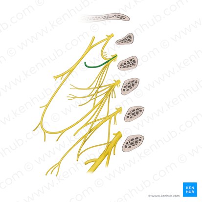 Lesser occipital nerve (Nervus occipitalis minor); Image: Begoña Rodriguez