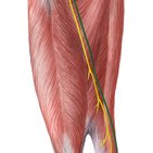 Saphenous nerve