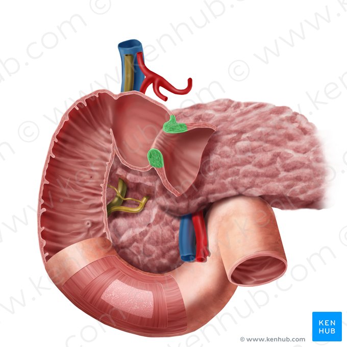 Pyloric sphincter (Sphincter pylori); Image: Begoña Rodriguez