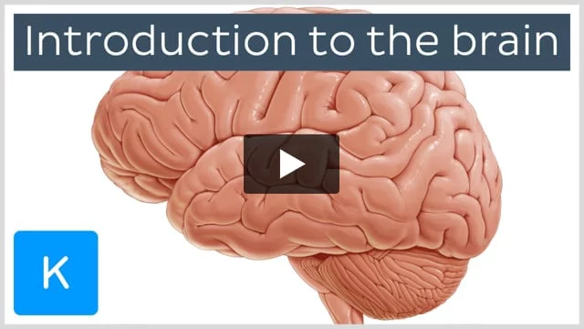 Cerebral cortex: Structure and functions