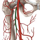 Arteria profunda femoris
