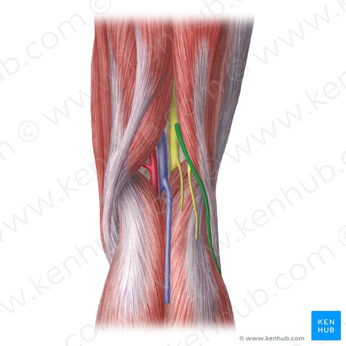 Nervio fibular común (Nervus fibularis communis); Imagen: Liene Znotina